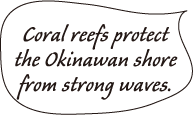 Coral reefs protect the Okinawan shore from strong waves.