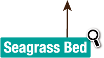 Seagrass Bed