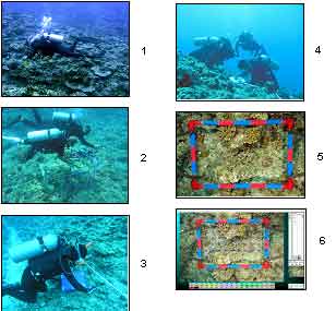 Photo-transect procedure